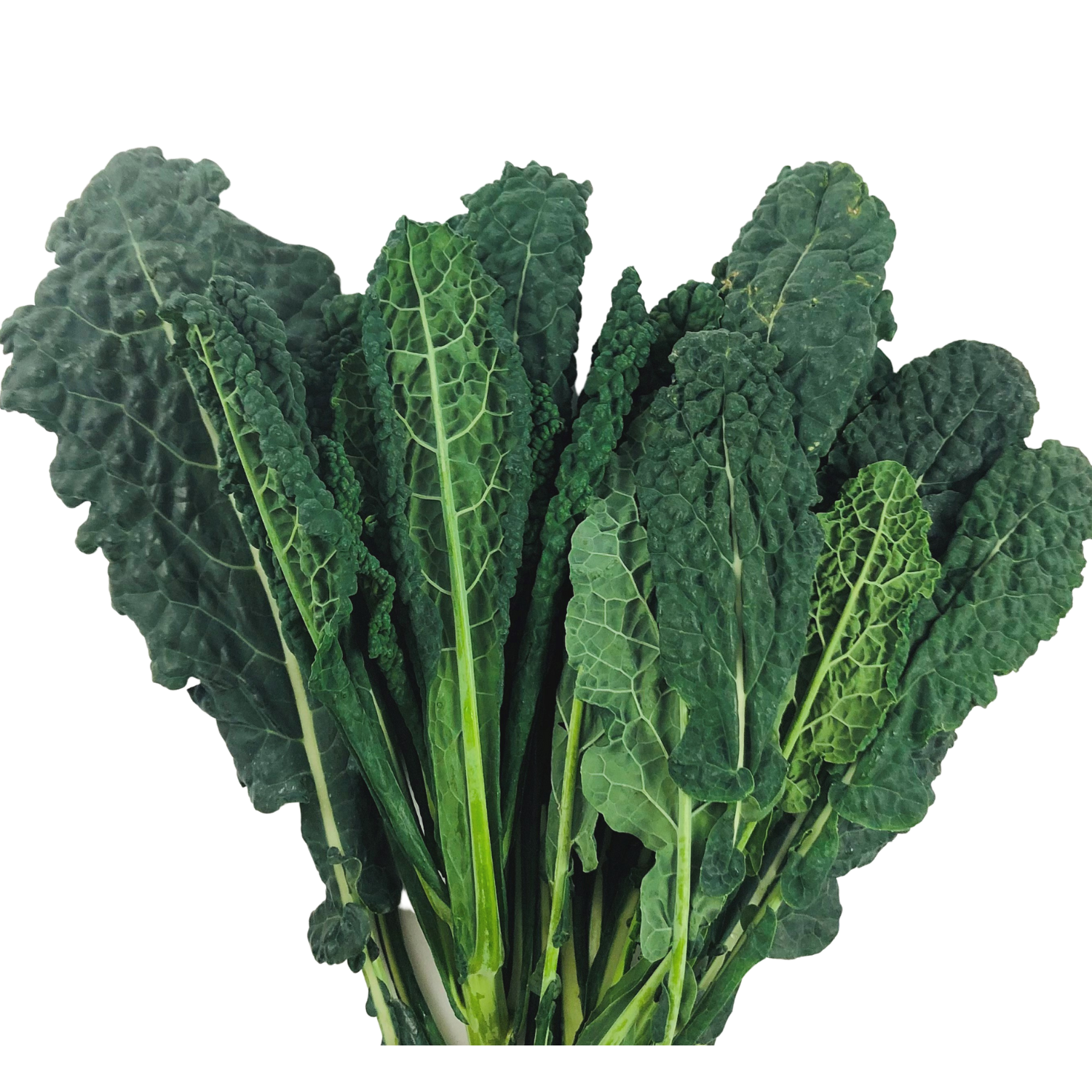 Cavolo nero Bio