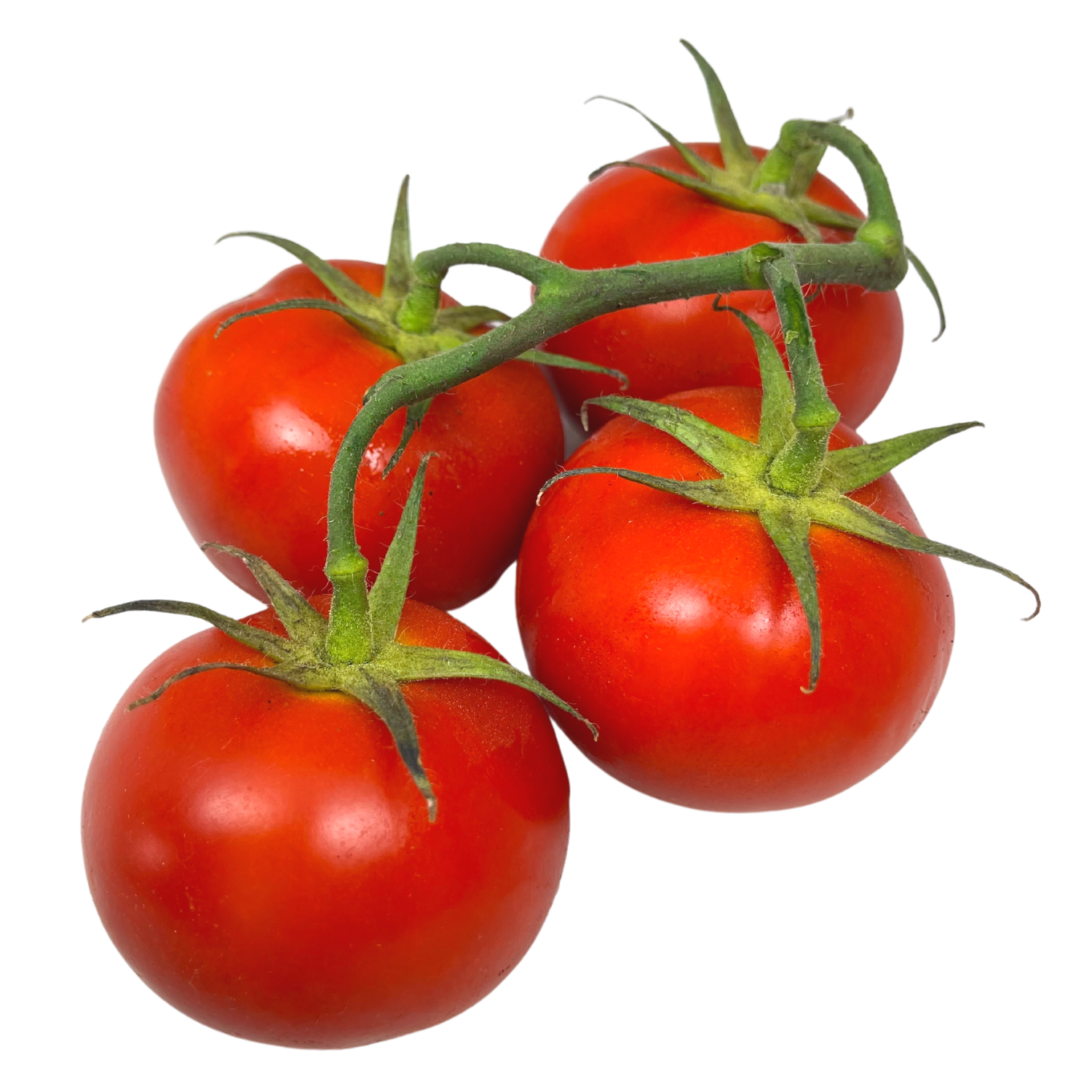 Pomodoro grappolo Bio