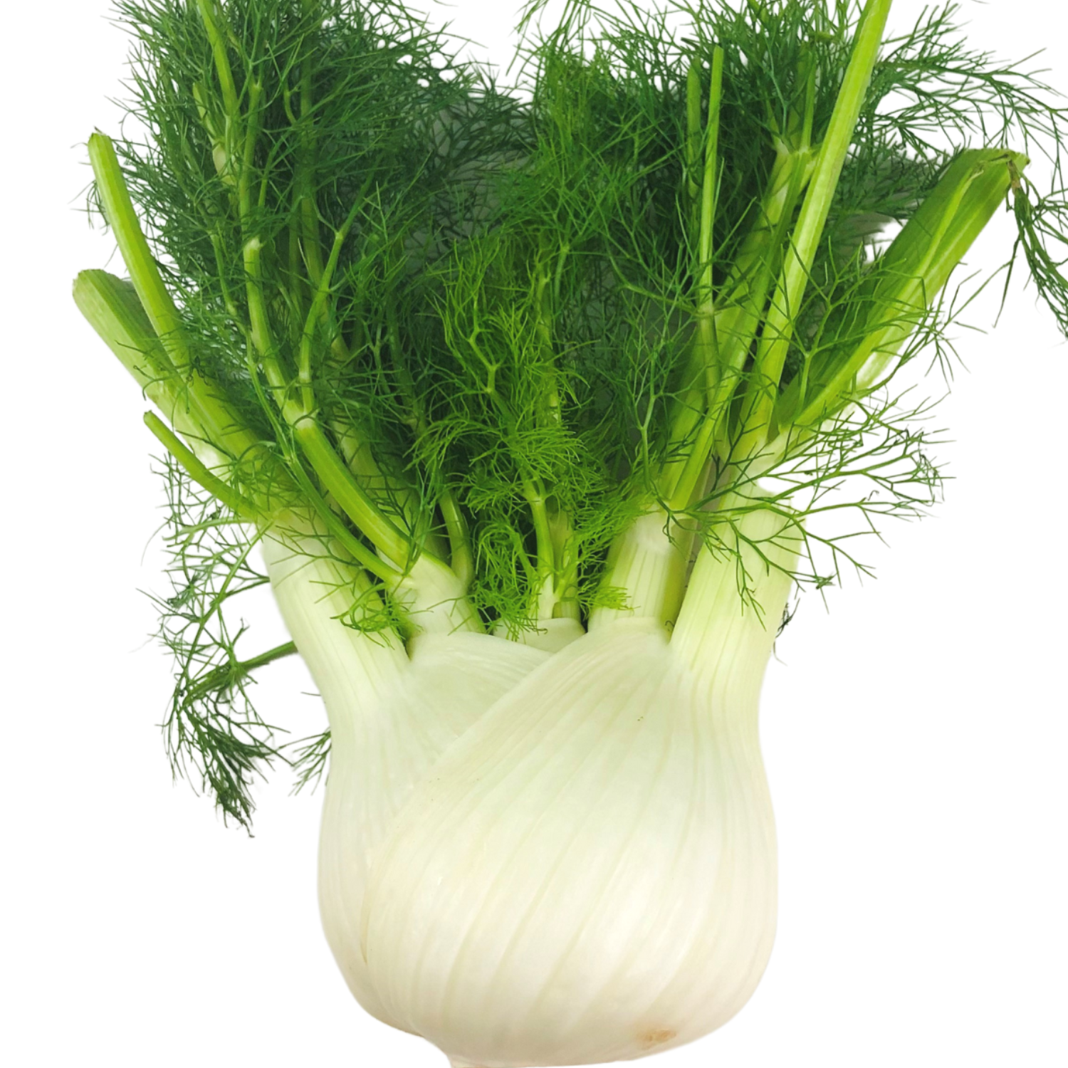 Finocchio Bio