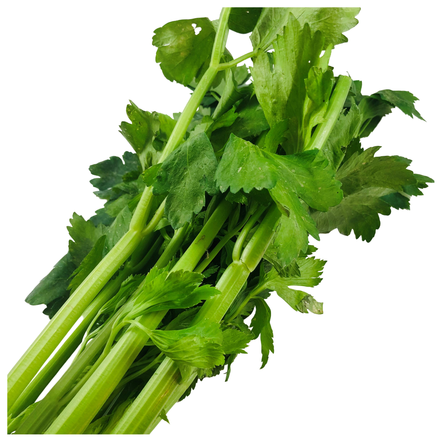 Sedano Bio