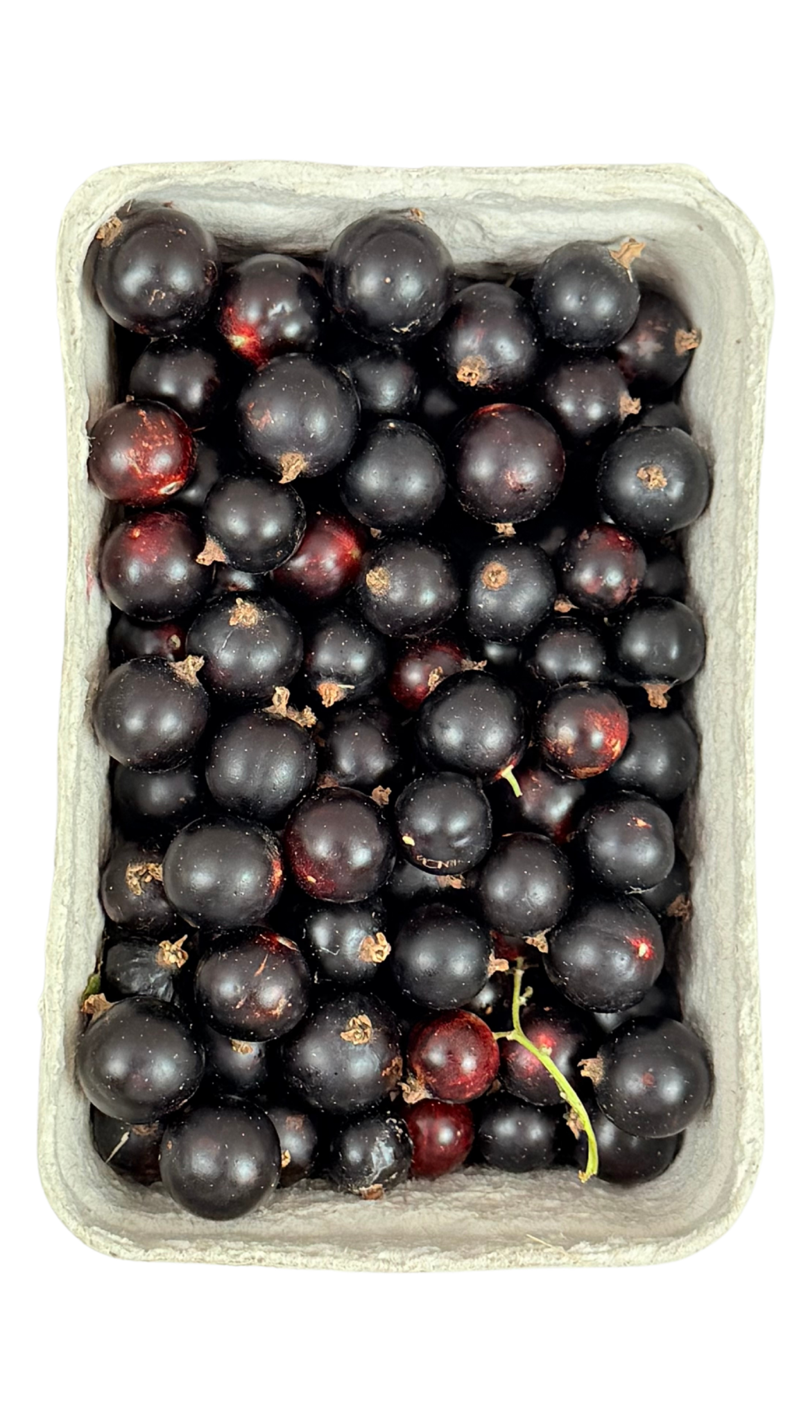 Ribes nero Bio
