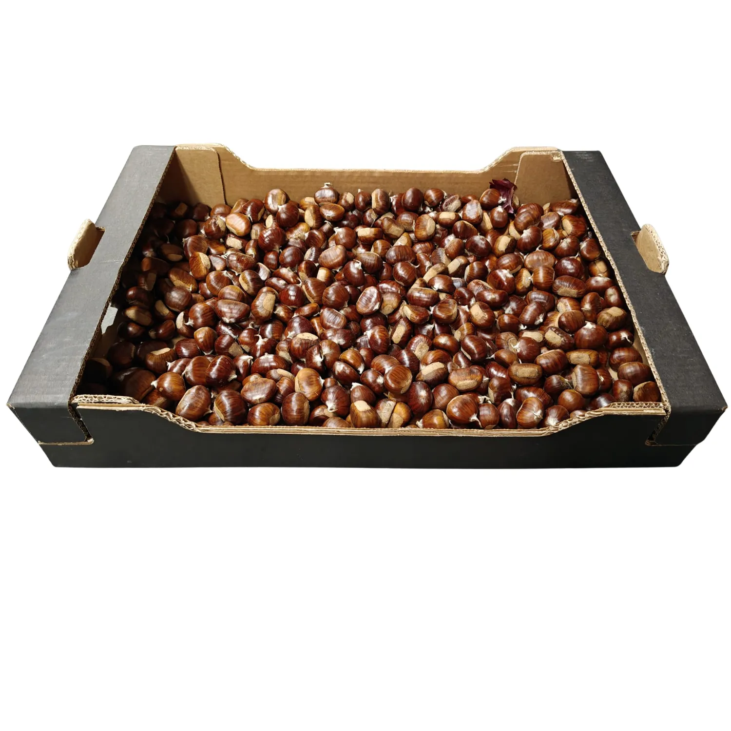 Kastanien Bio Kiste 10 kg