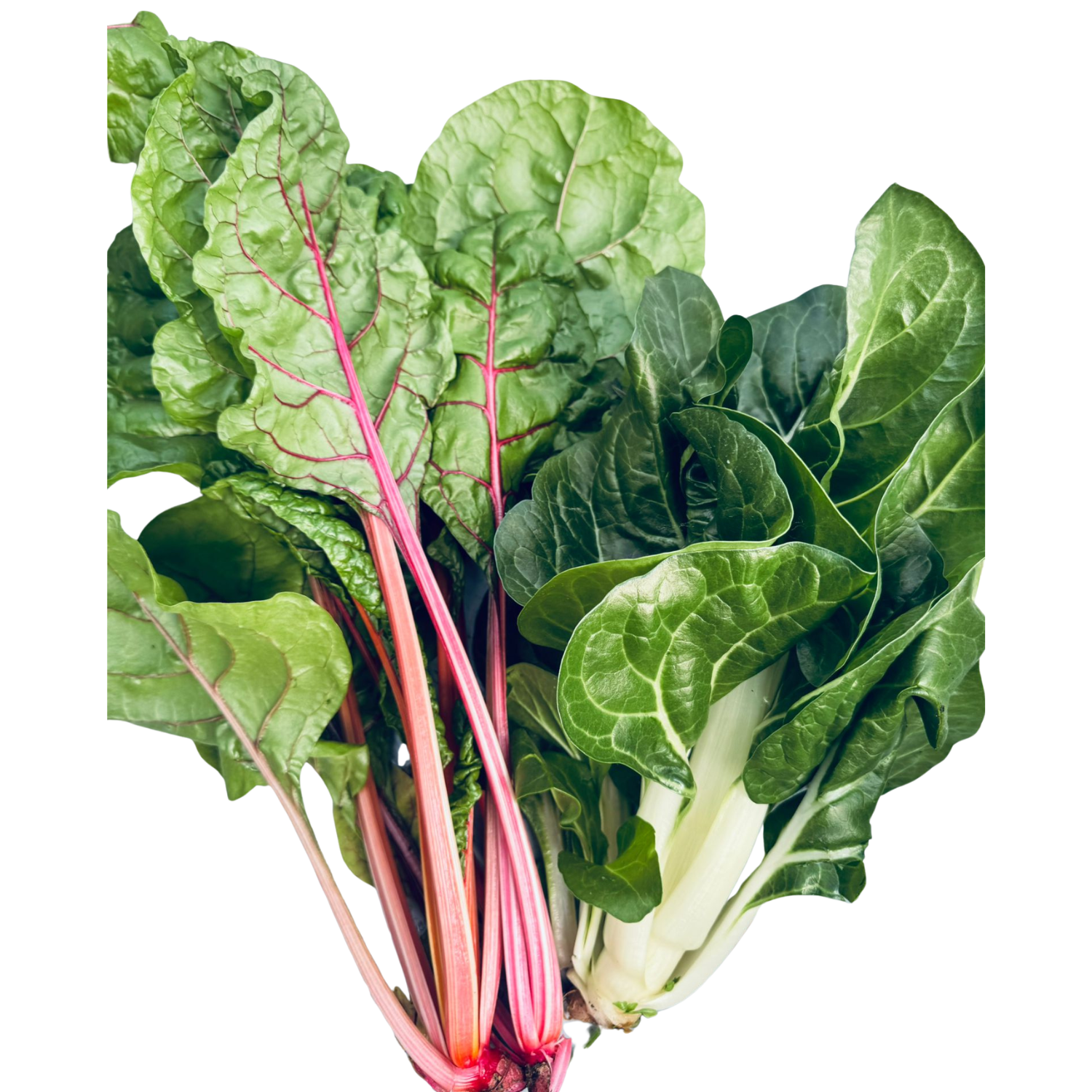 Bietola a coste Bio