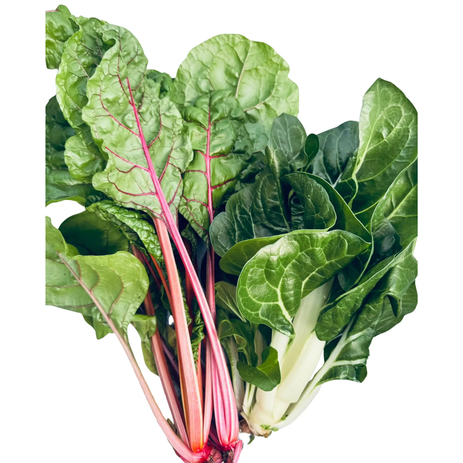 Bietola a coste Bio