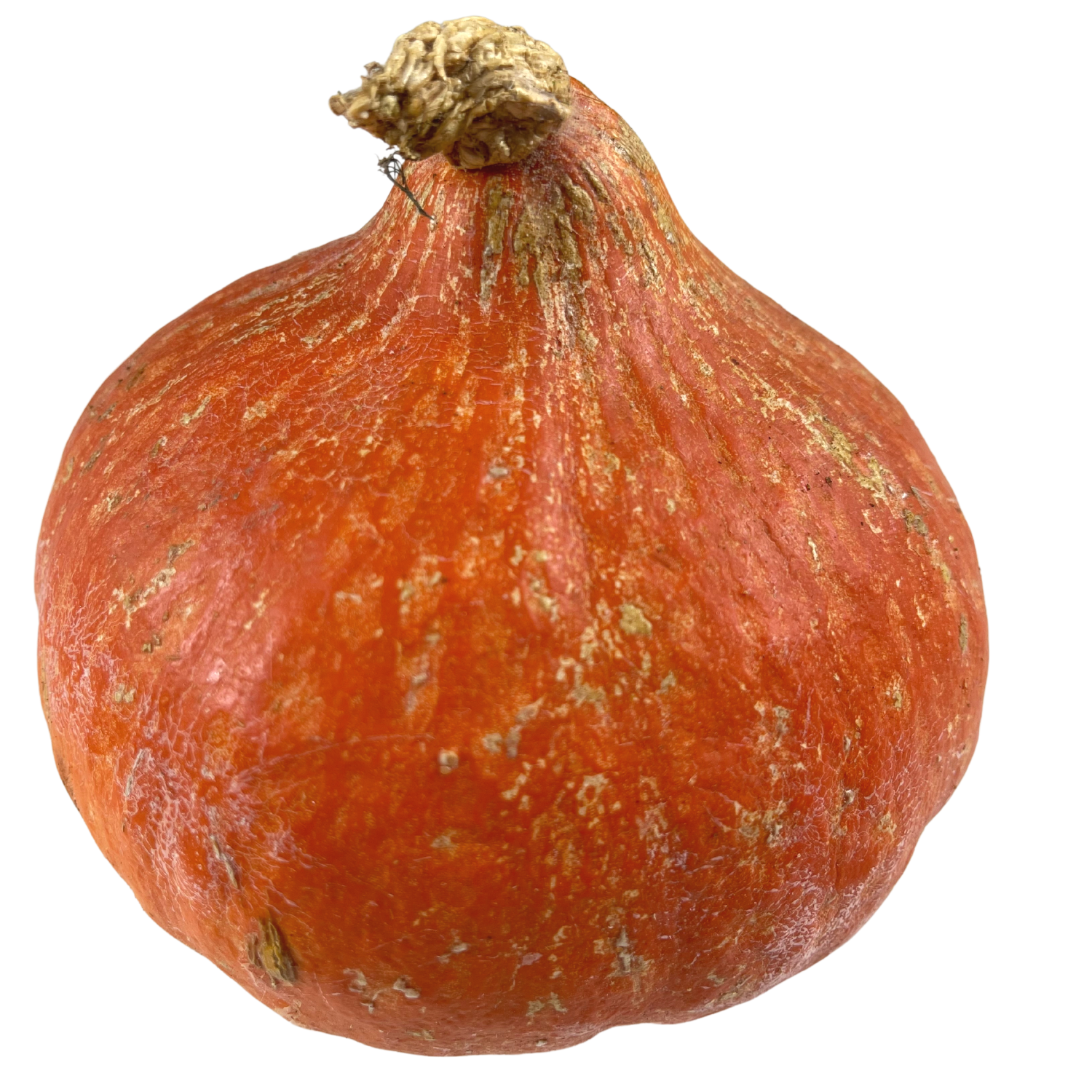Zucca Hokkaido Bio