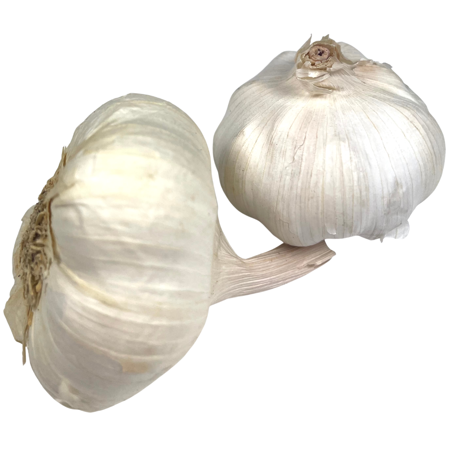 Aglio Bio