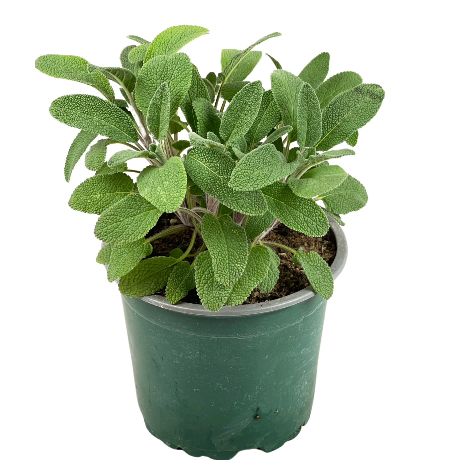 Salvia in vasetto