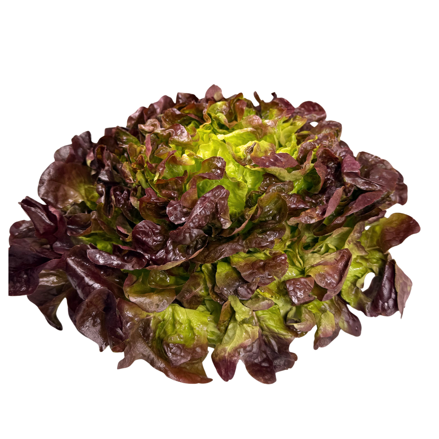 Insalata foglia di quercia rossa Bio