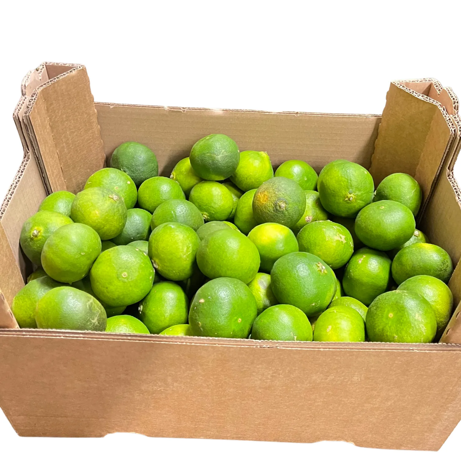 Mandarinen Satsuma Bio Kiste ca. 9 kg