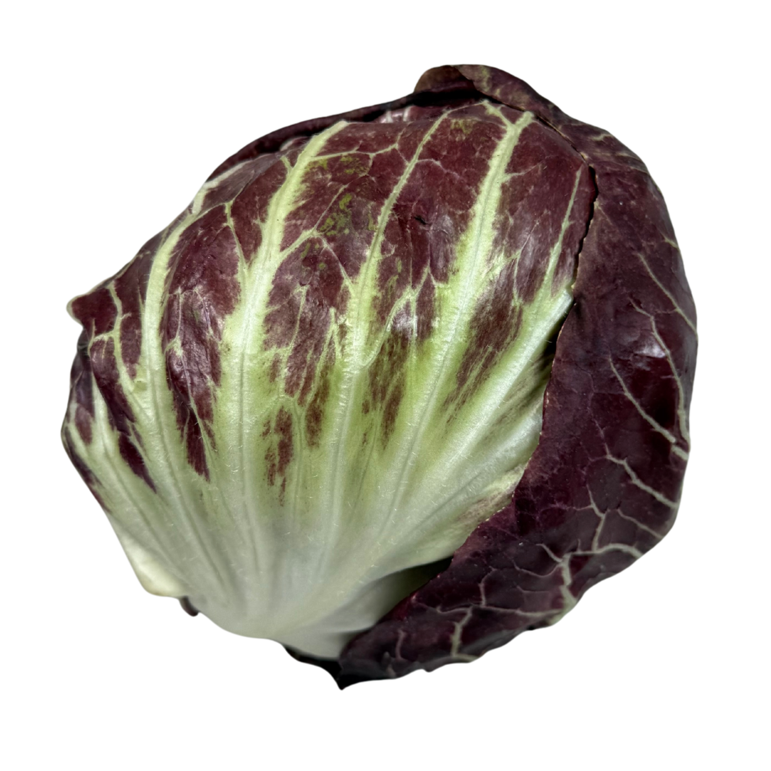 Radicchio rot Bio