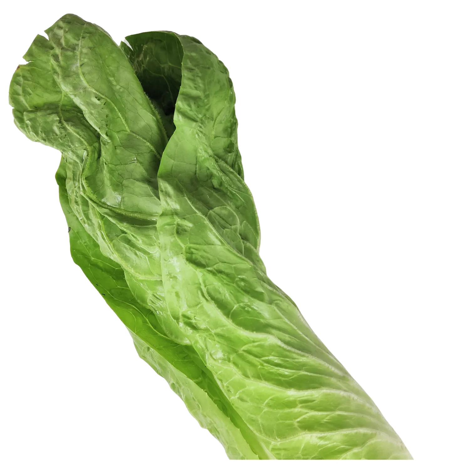 Radicchio pan di zucchero Bio