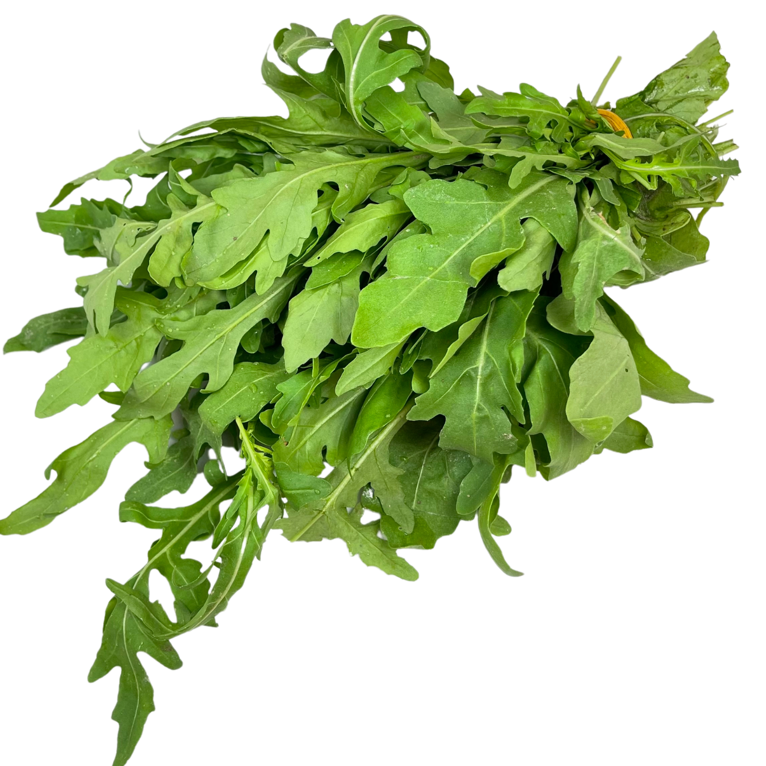 Rucola Bio
