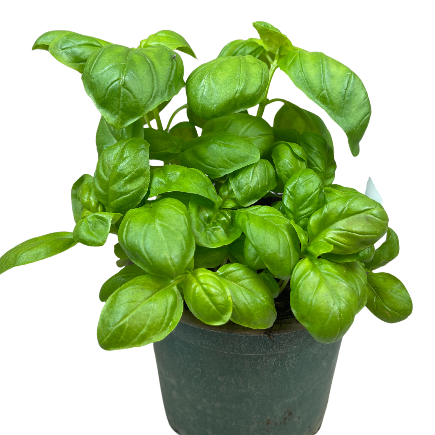Basilico genovese in vasetto