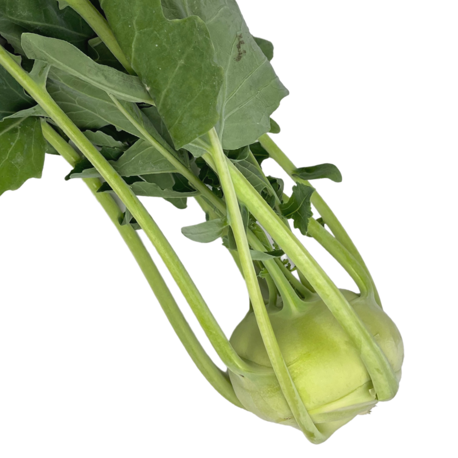 Kohlrabi