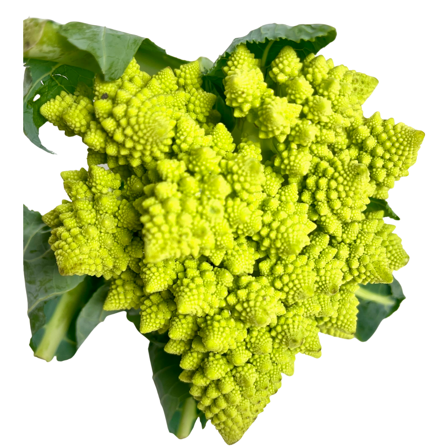 Cavolfiore Romanesco Bio