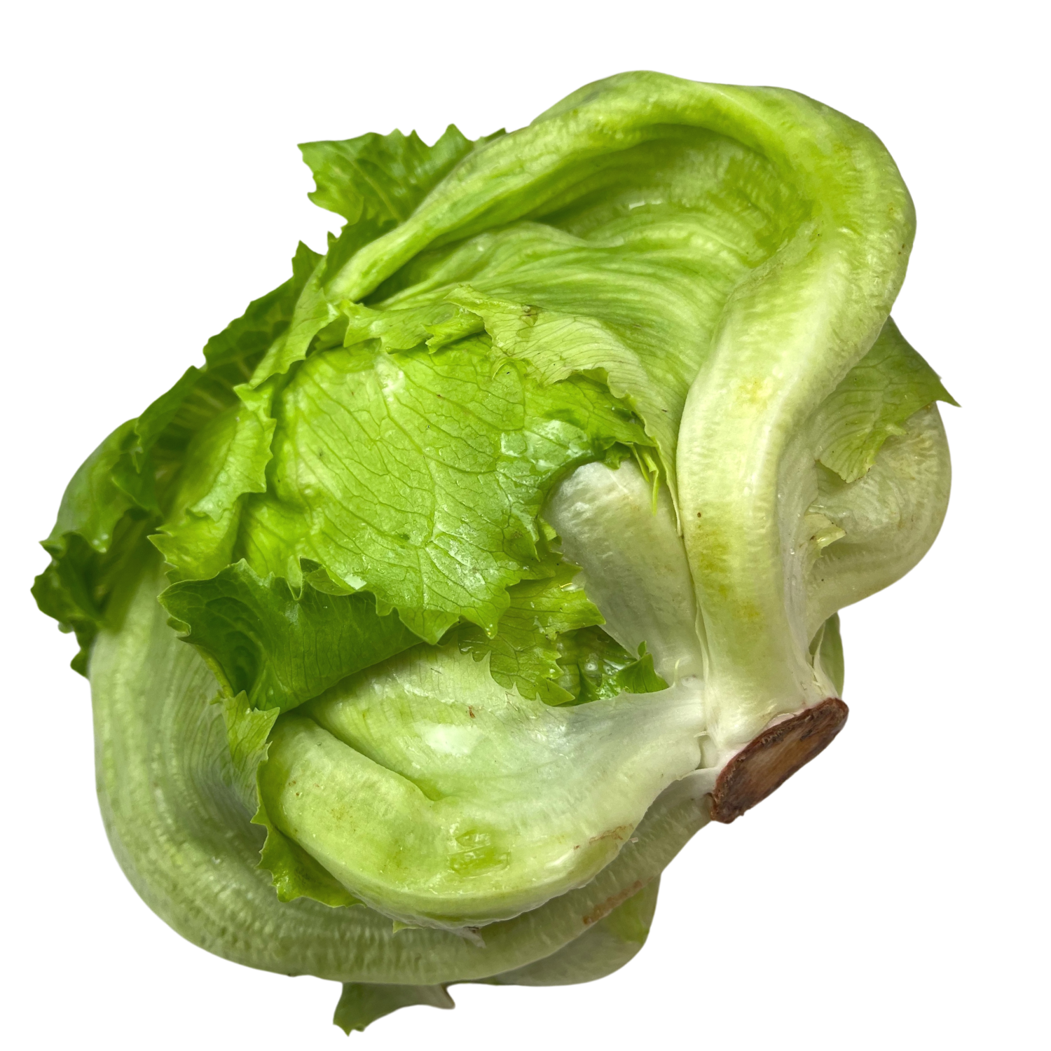 Insalata Iceberg Bio