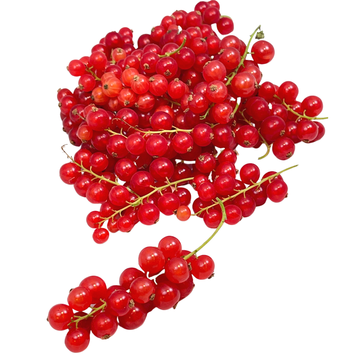 Johannisbeeren rot
