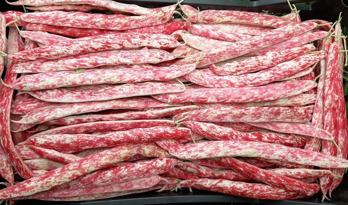 Fagioli Borlotti Bio