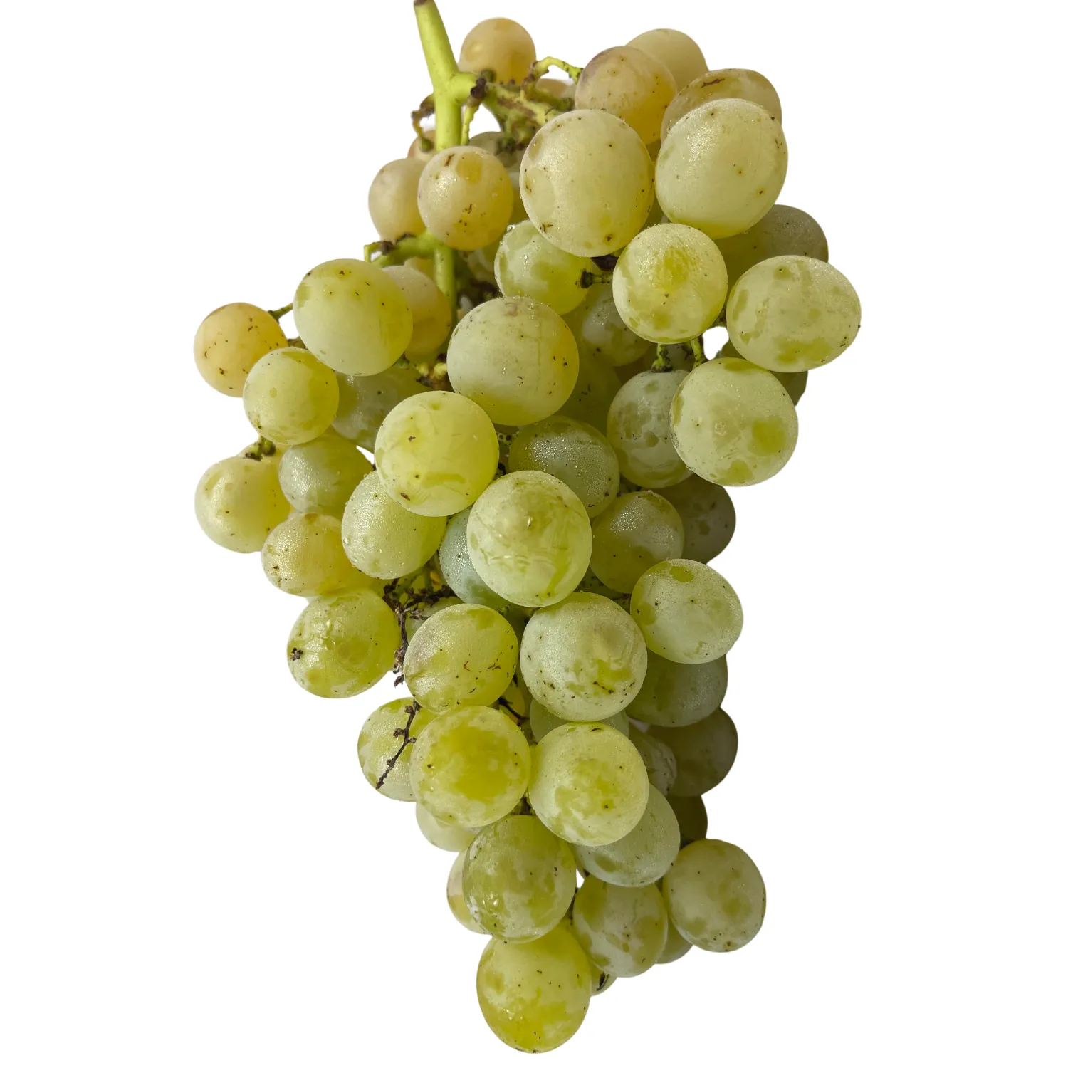 Uva bianca Bio dell'alto adige