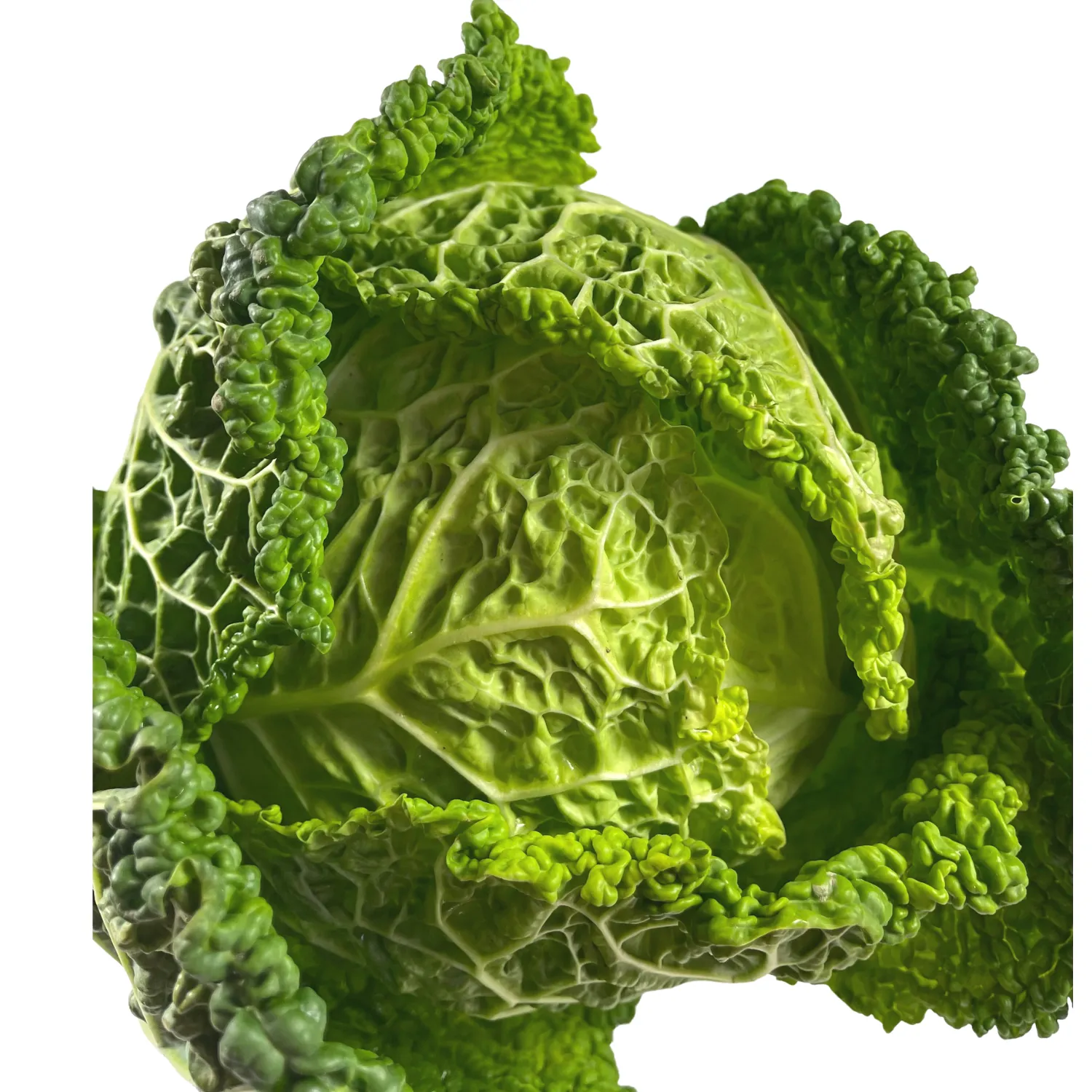 Cavolo verza Bio