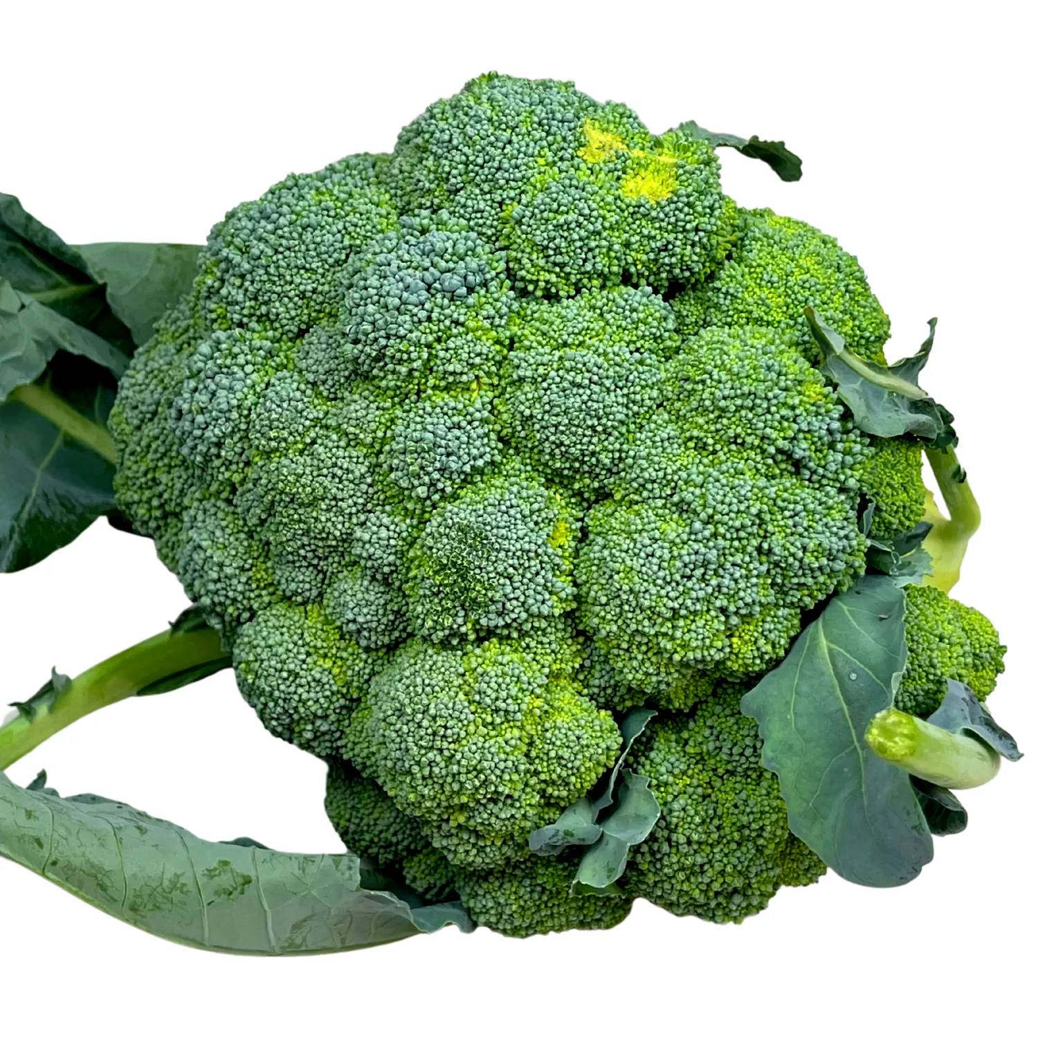 Broccoli Bio