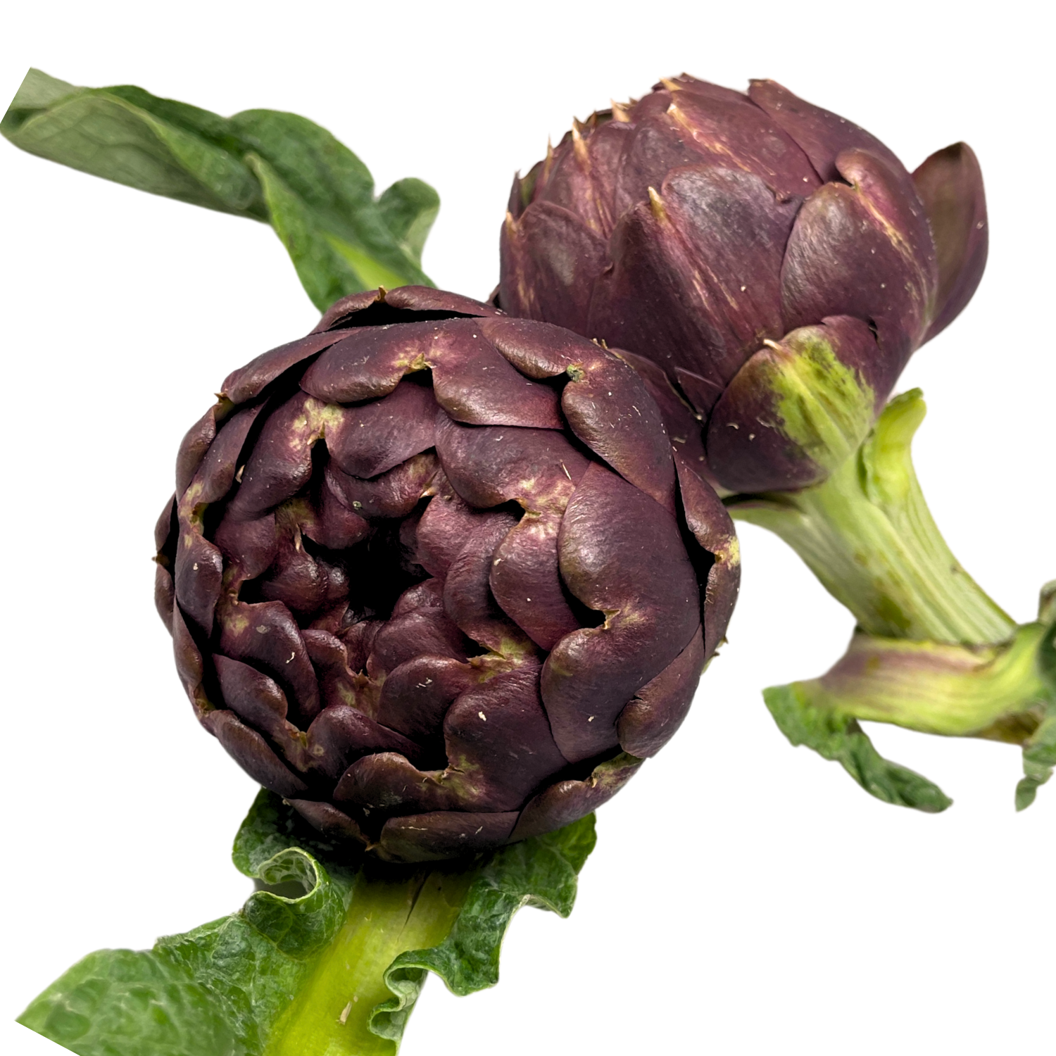 Carciofi - varietà romanesco