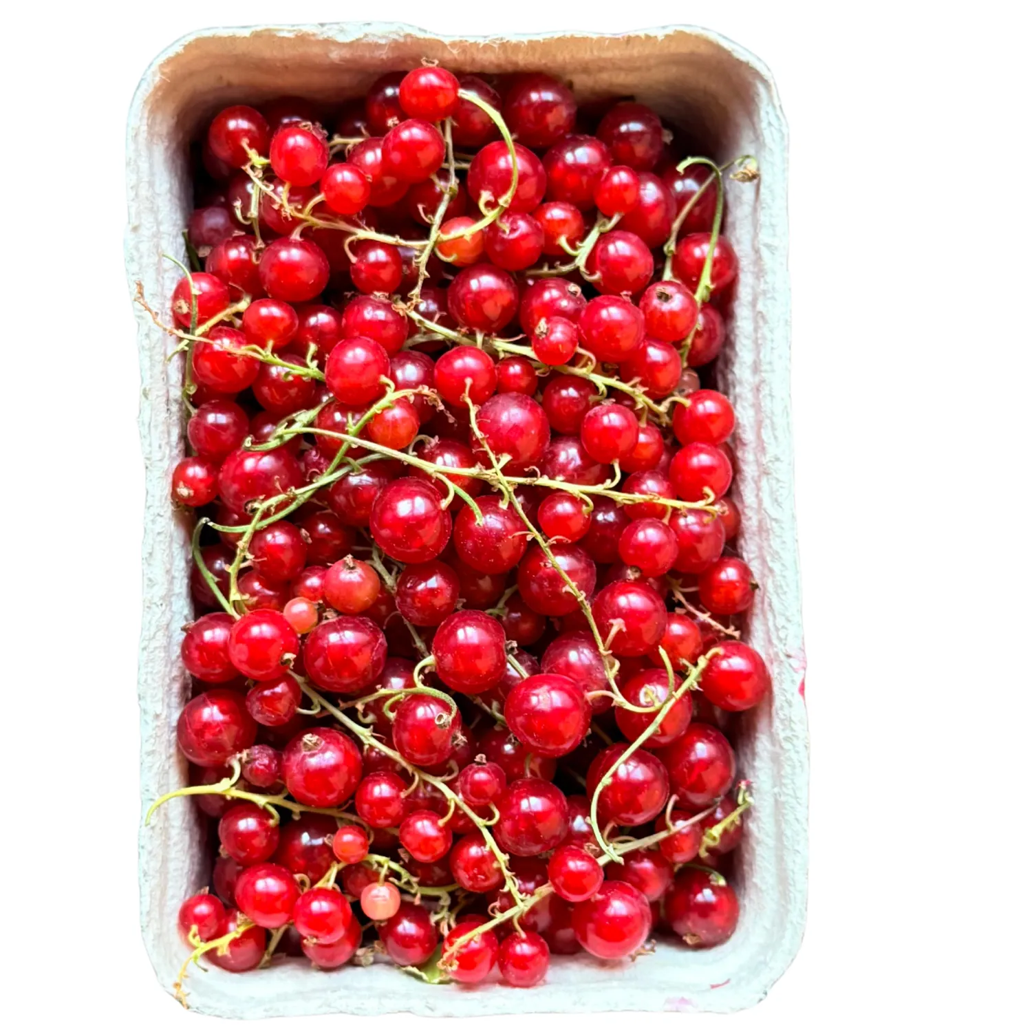 Ribes rosso Bio
