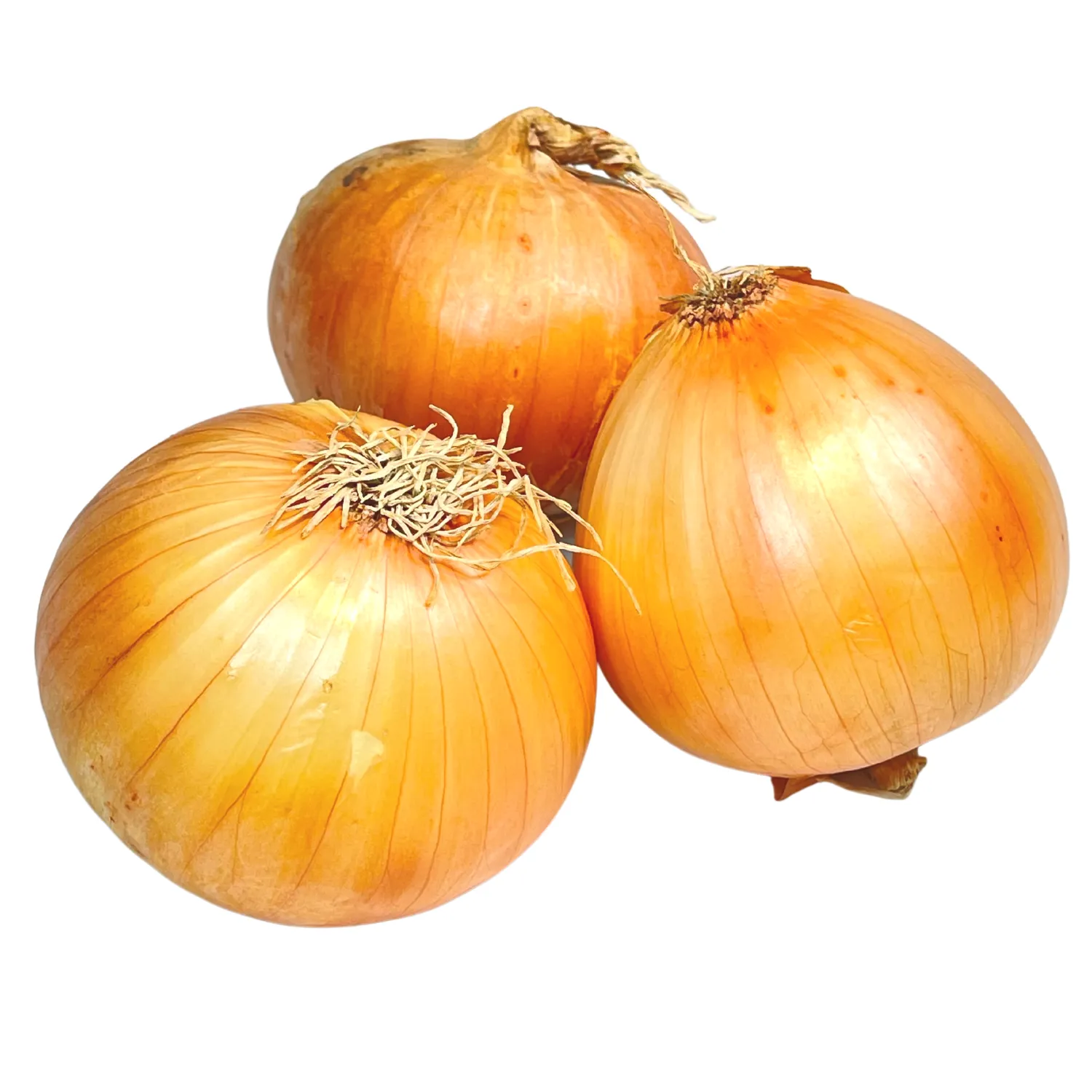 Cipolla dorata Bio