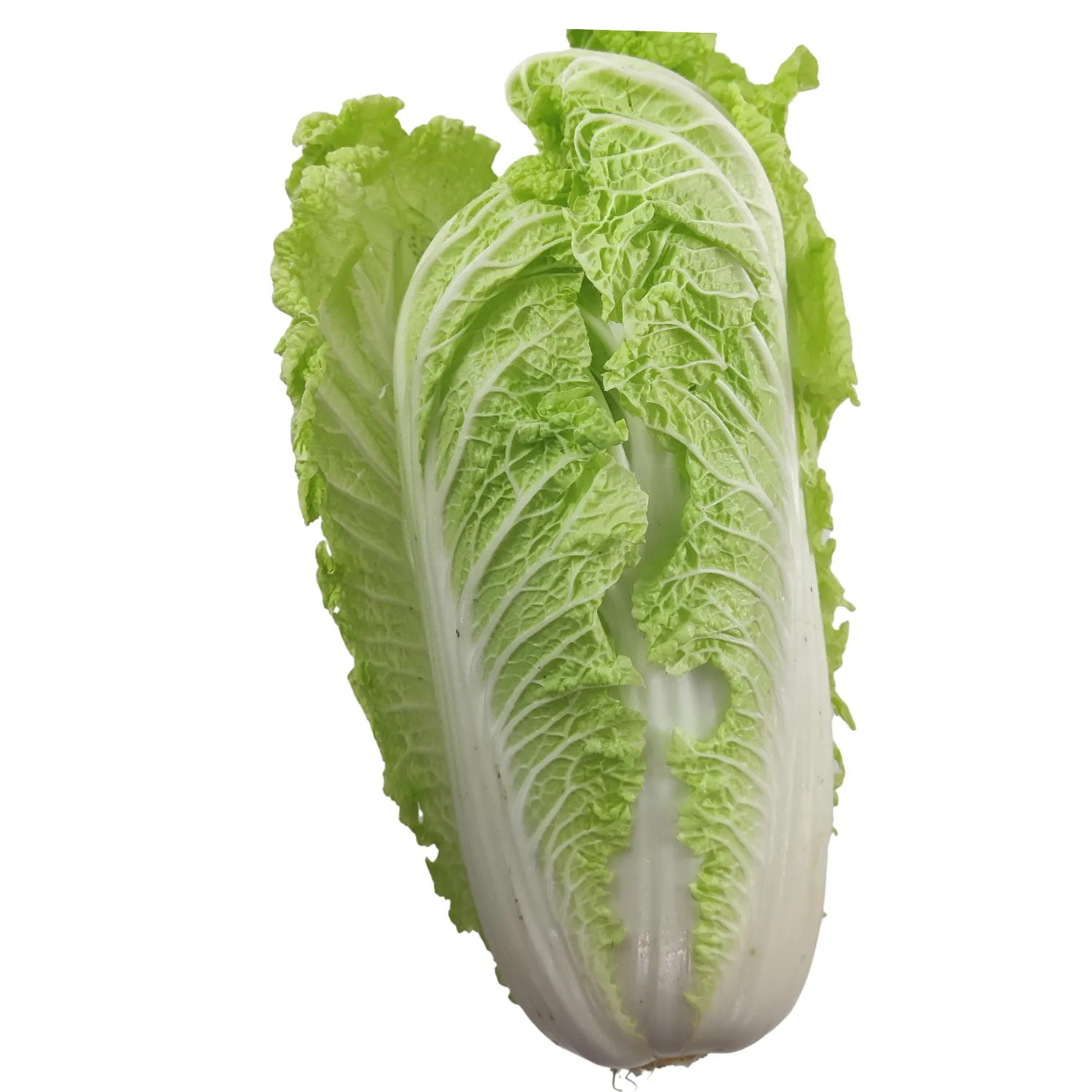 Chinakohl Bio