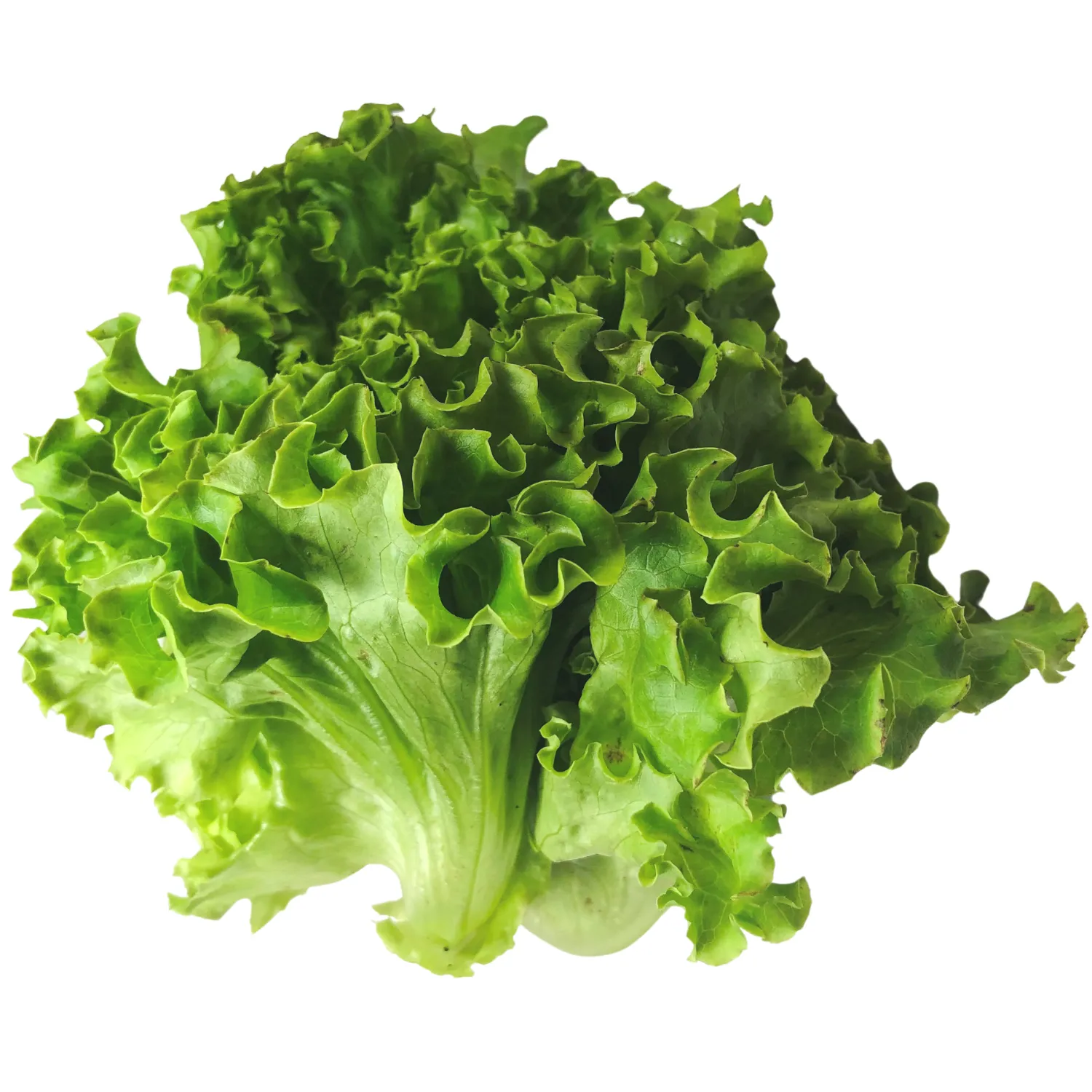 Insalata gentile Bio