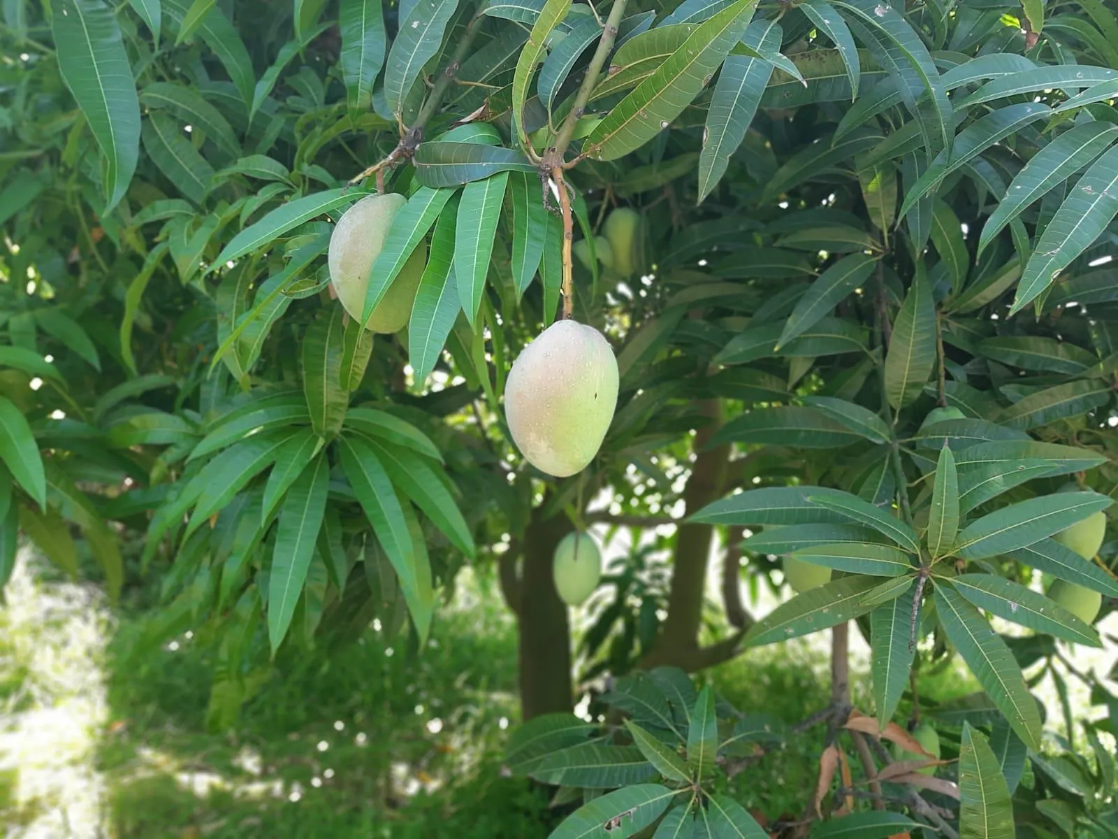 Mango Bio Sicilia