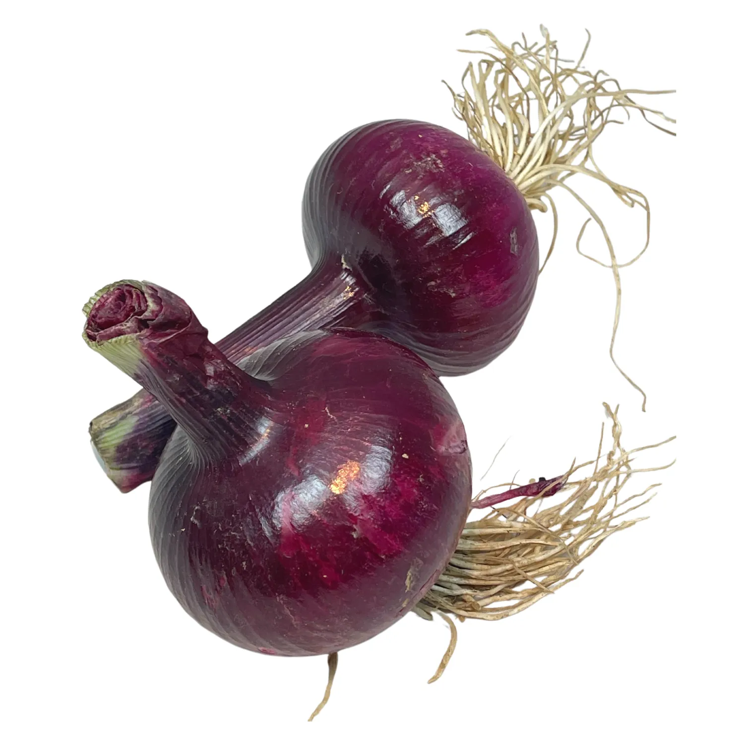 Cipolla rossa Bio