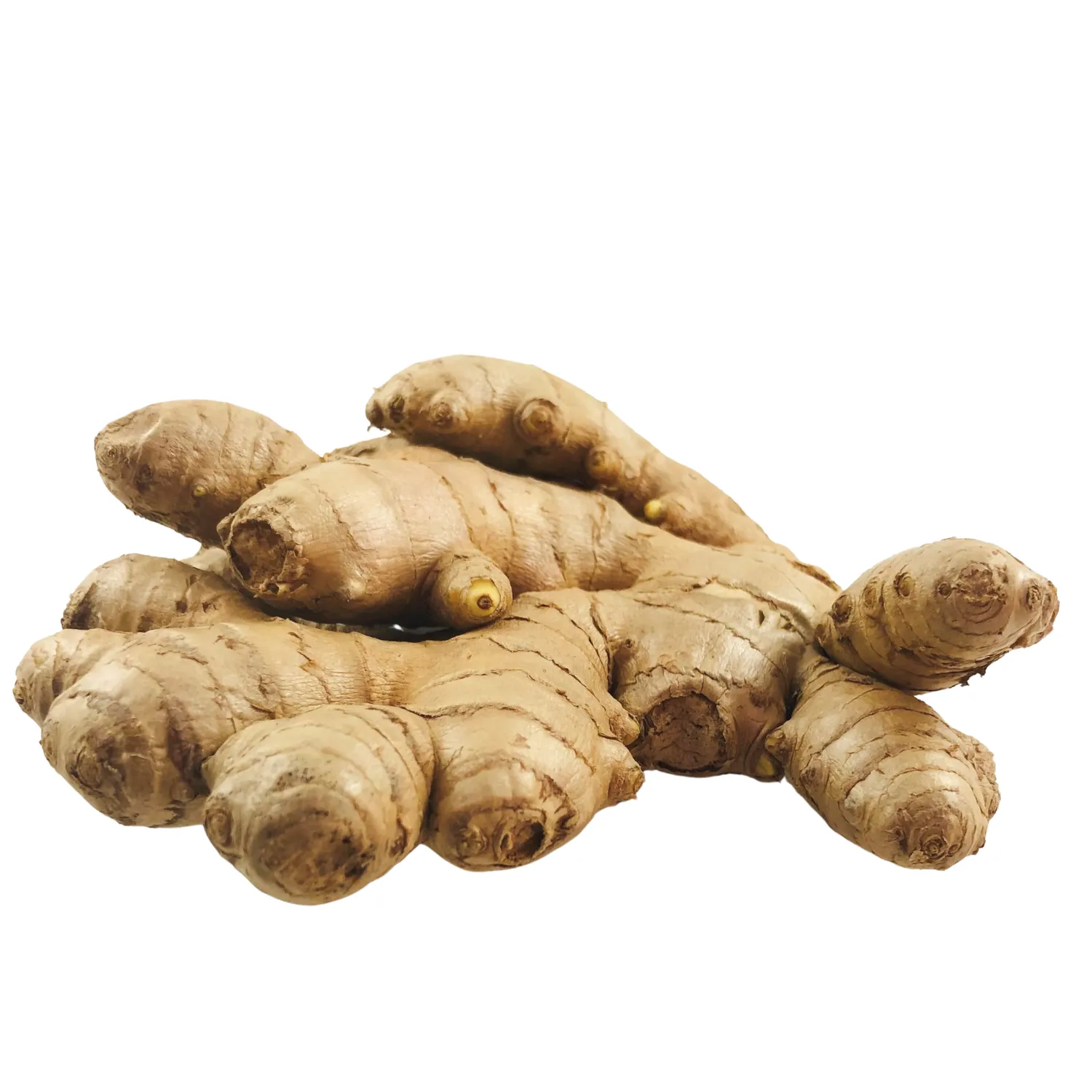 Zenzero (ginger) Bio