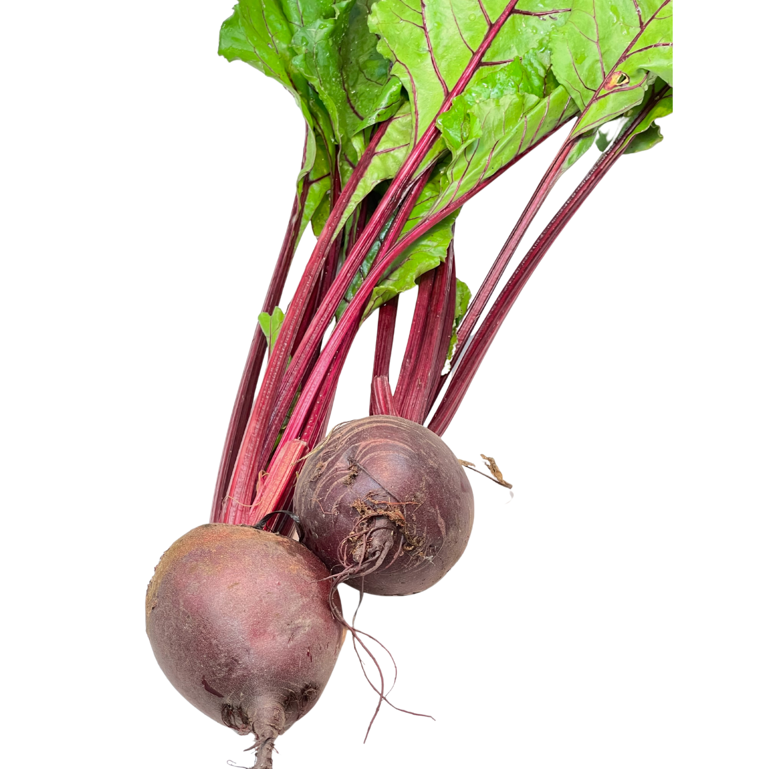 Barbabietola rossa Bio con foglia